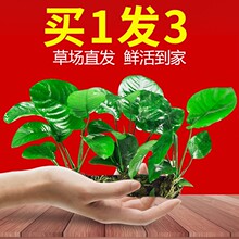 �~��ˮ��ֲ�������������ˮ������ˮ�ų�ľ�쾰���T��Ī˹ˮ��
