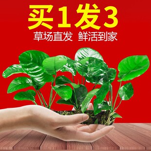 �~��ˮ��ֲ�������������ˮ������ˮ�ų�ľ�쾰���T��Ī˹ˮ��