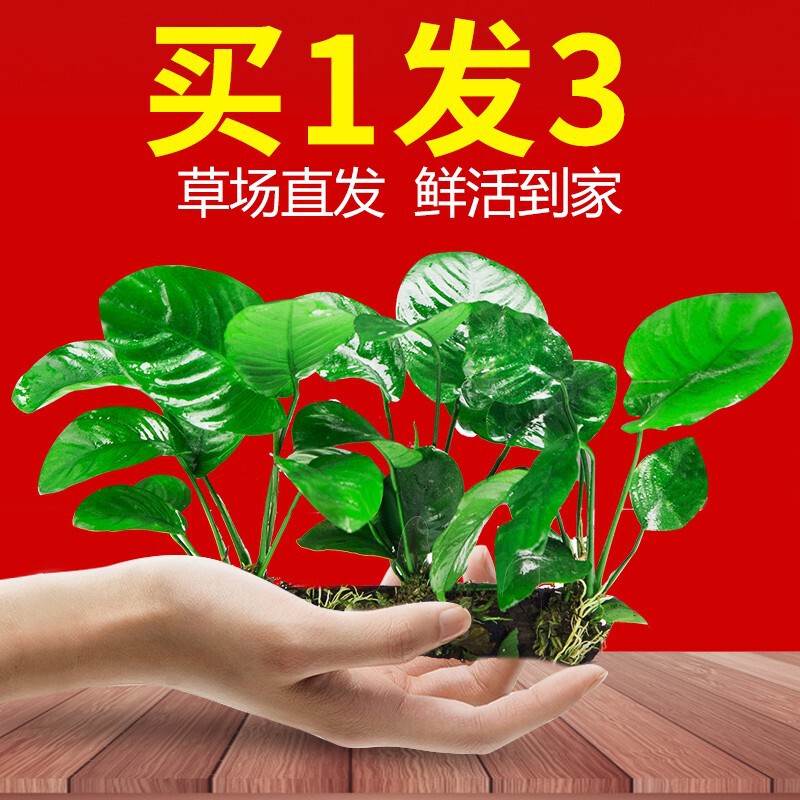 Aquarium Plants, Real Grass, Oxygen-Enhancing Centipede Grass, Hydroponic Easy-Care Water Hyacinth, Driftwood Landscaping, Beginner-Friendly Moss Aquatic Plants