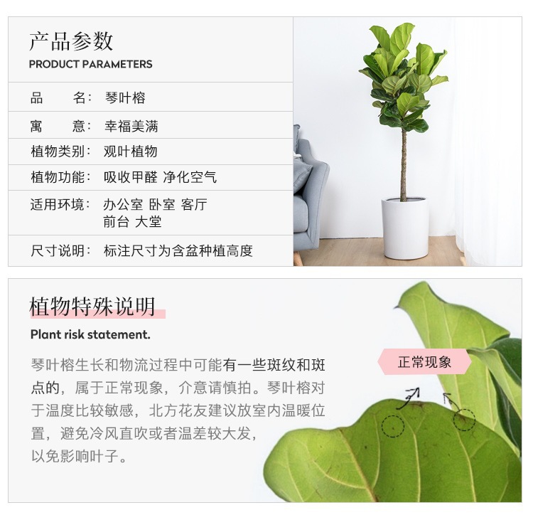 详情图