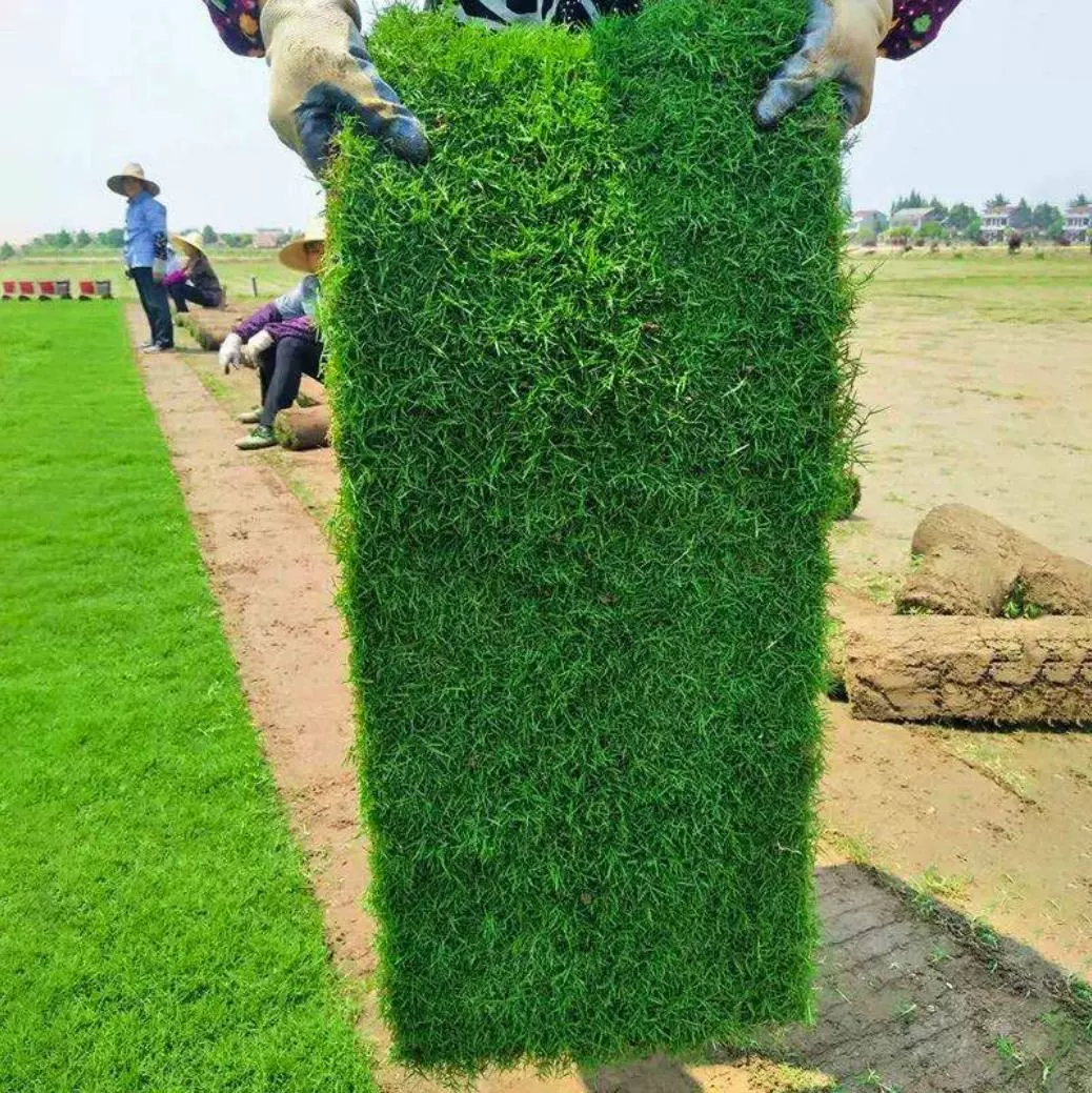 Натуральный газон с почвой, вечнозеленый газон, двор виллы, зеленый газон Манилы с почвой, большое количество