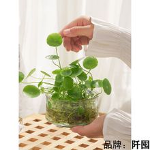 简约创意玻璃花瓶透明铜钱草玻璃瓶办公桌水培盆栽植物室内小绿植