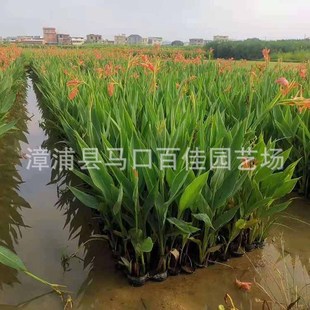 Aquatic Plant Red Banana Small Banana Bag Seedlings Baijia Gardening Height 20-50 Pink Flower Aquatic Banana