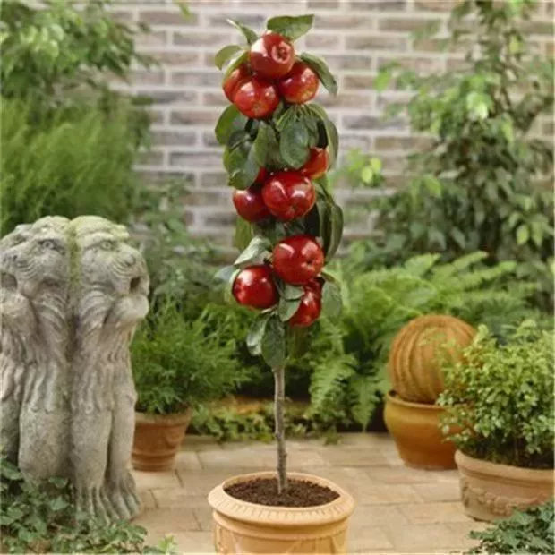 Отборные семена цилиндрических яблонь, около 20 семян в упаковке, декоративное съедобное балконное дерево в горшке, полезное фруктовое дерево.