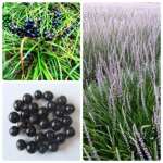 麦冬草种子耐寒矮草苗四季草坪国产多年生种籽庭院种