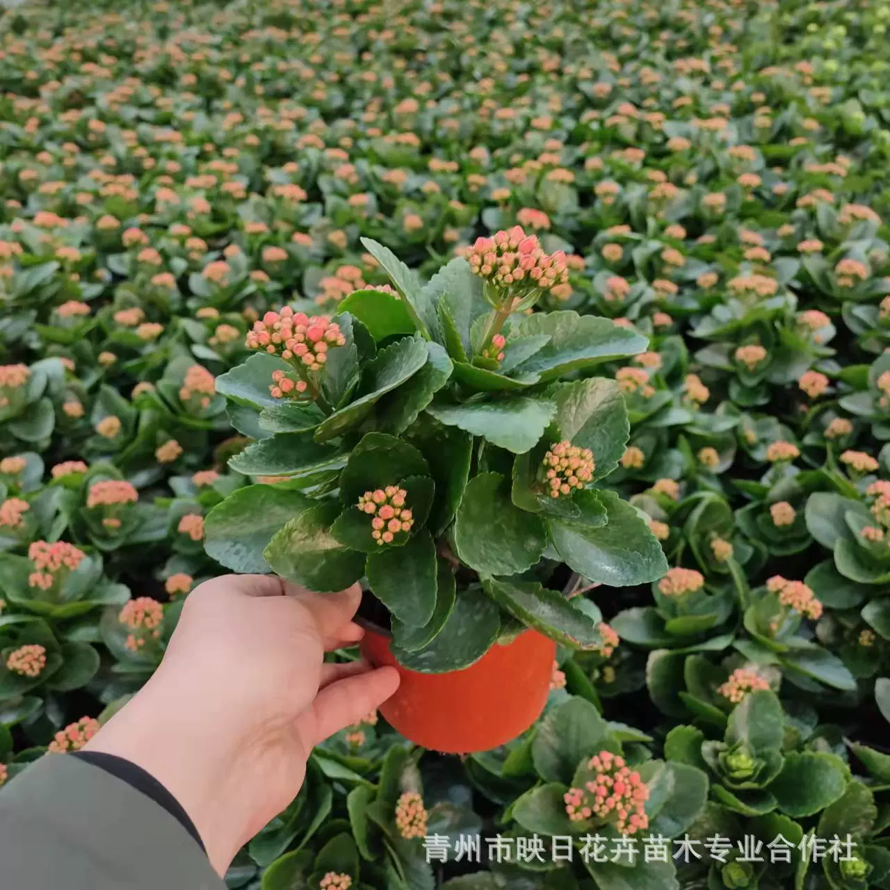 长寿花盆栽绿植基地批发长寿花穴盘苗组盆苗多色重瓣花朵室内客厅