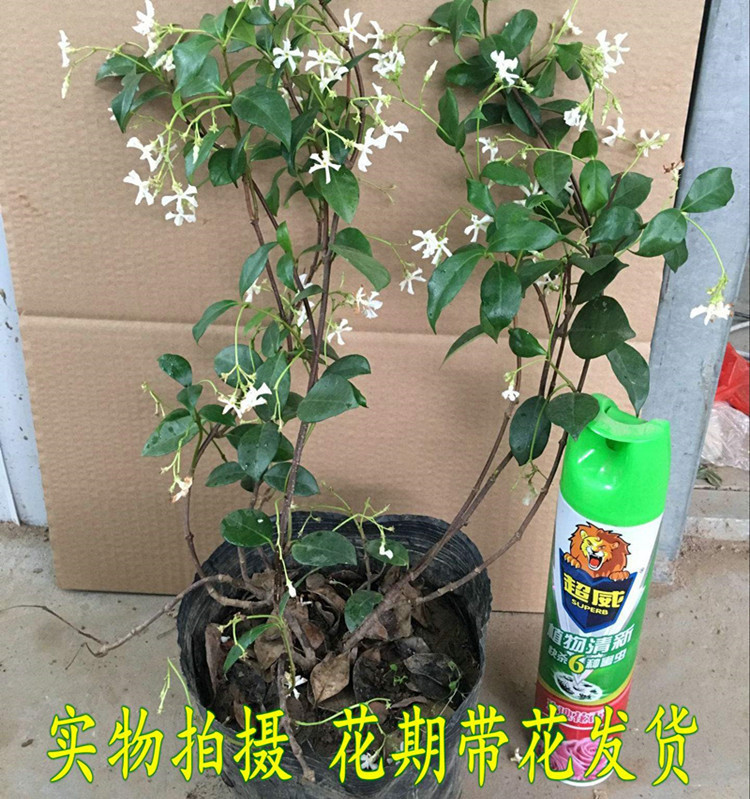 Silver Jasmine Flower seedlings Jasmine Potted plant Climbing Jasmine windmill Jasmine Italy Confederate-Jasmine Four seasons Don't fall