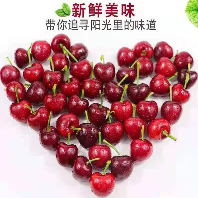 批发代发山东泰山天宝鲜果当季大樱桃水果礼品礼盒 国产车厘子|ms