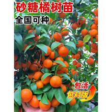 ɳ�ǽۘ����������Ә����o��ɰ���ٳ���ͥԺ���Ե����ϱ����Nֲ