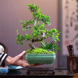 小叶榆树老桩榔榆提根造型盆景花卉绿植客厅办公室桌面植物新中式