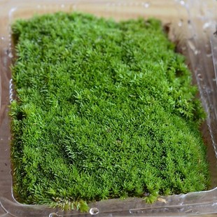 Moss micro landscape plant fleshy flowerpot fresh white hair Moss wholesale flower indoor moss wall potted water and land tank