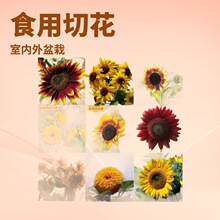 ���տ��N���^�pʳ���л����տ����N�ѿ������Ϳ������҃���������