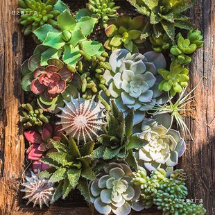 ʯɏ��ʯ���^��ɏ����ɏ�J�C����ֲ��GֲС�辰С�˼�