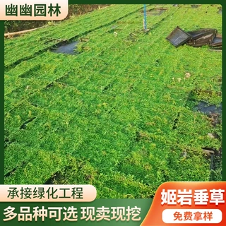 姬岩垂草批发供应地被植物姬岩垂草厂家批发姬岩垂草