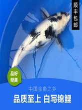 日本种白写锦鲤高档大型观赏鱼黑白红黑绯写昭和三色小写鲤鱼苗