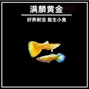 �M�[�S���ȸ��Ʒ�Ꭷ�~��Ԣ���Lˮ�~�^�p�߶�С���S��z��