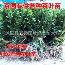 正宗茶叶苗 龙井茶安吉白茶绿茶苗碧螺春茶树苗 南方北方都可以种