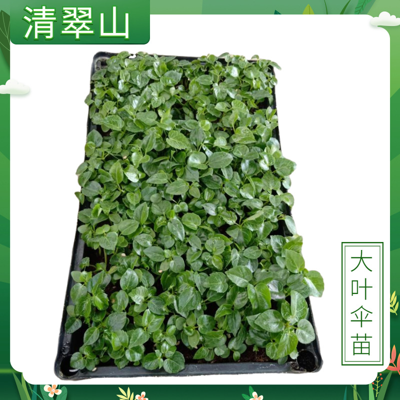 Large Leaf Umbrella Seedling Potted Florals Indoor Office Living Room Foliage Plants Modern Simple Australian Duck Foot Wood