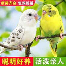 ��Ƥ�W�^�B����fԒ���r���Ќ���С�B�ĸһ���ɷ�ֳ