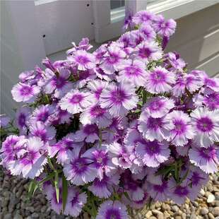 ���ʯ��N�ӳ��ĚWʯ���ļ��׷N�ͺ�ͥԺ�̨���Զ������N����