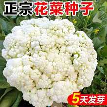 �ɻ��˷N���๣��Ҭ�˷N�ӻ��˷N���r�Ҳˈ@�����ͺ��׷N�߲˷N��