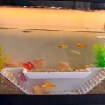 水族箱abs鱼虾躲避屋水生动物躲避室水族箱生态造景鱼缸装饰