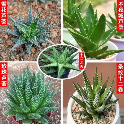 Succulent plants Snowflake aloe City that never sleeps aloe Pearl aloe Striped twelve volumes Twelve Skywave