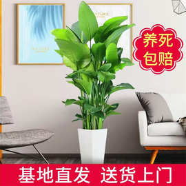 天堂鸟盆栽客厅室内花卉绿植办公室绿色植物鹤望绿箩吸甲醛盆栽