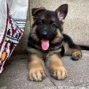 ������Ȯ��Ȯ���w�RȮ���̼��N�����CȮ��Ȯ������Ȯ�����oԺȮ