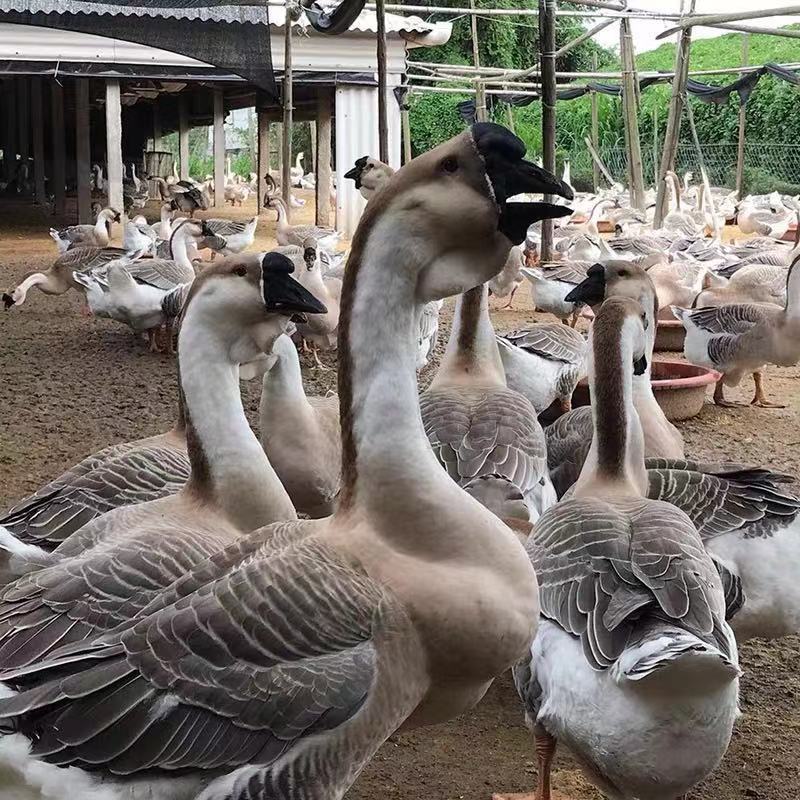 狮头鹅新鲜现杀潮汕整只老鹅三年整只10斤农家大鹅掌鹅翅鹅肉批发