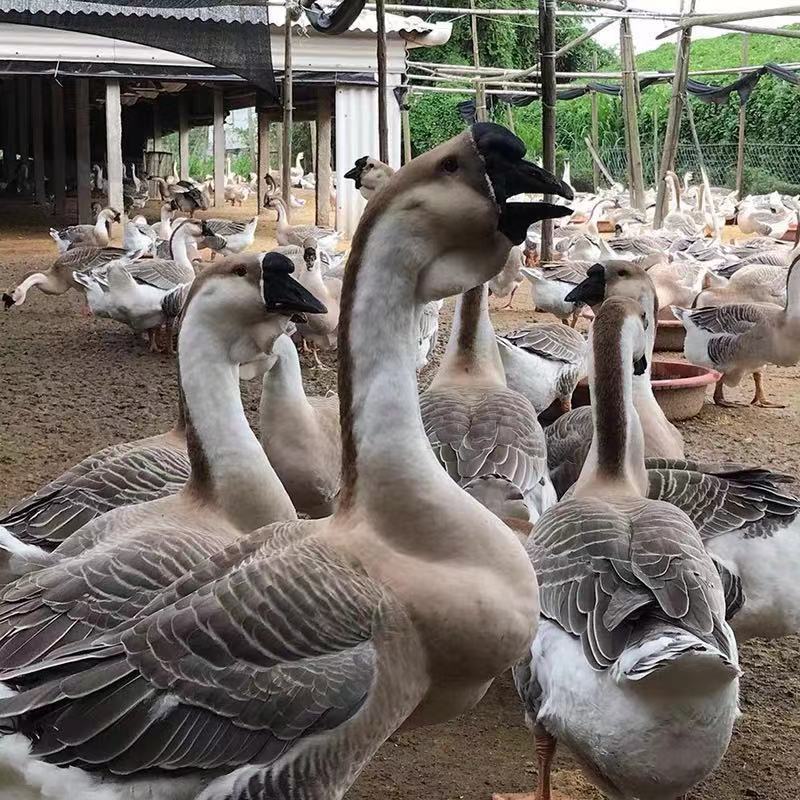 Goose head fresh Chaozhou Three years 10 Farm Liriodendron Goose wings Goose wholesale