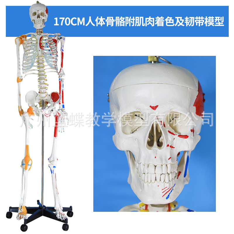 ��ѧ170CMȫ���������ģ�͸������ʹ������٤�ؽڿɲ�ṹ�Ǽ�