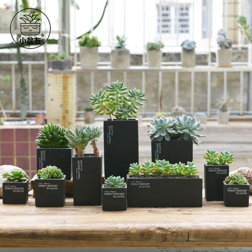 Creative succulent flower pots black spots breathable cement flower pots foam packaging simple desktop potted plants wholesale