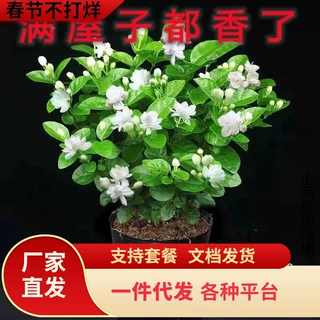 一件代发茉莉花盆栽室内阳台好养植物重瓣浓香型花卉花苗四季常青