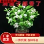 植物浓香型盆栽重瓣花苗