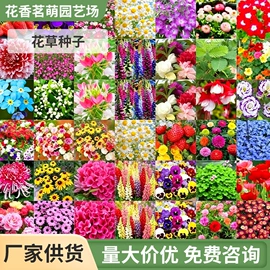 种子;盆栽;种球