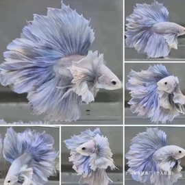 过家家玩具;积木类;餐厨具玩具