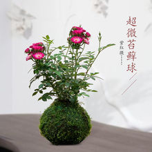 苔藓植物带花四季迷你型月季玫瑰姬土球底阳台桌面绿花卉盆栽代发