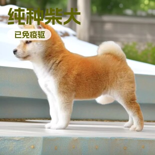 ���۲�Ȯ��Ȯ���w���̼��N�ձ���Ȯ��������Ȯ��С�ͼ��B���ﹷ��