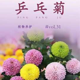 乒乓菊花种子播种开花种易爆盆室内外易活太阳花花卉盆栽优选种子