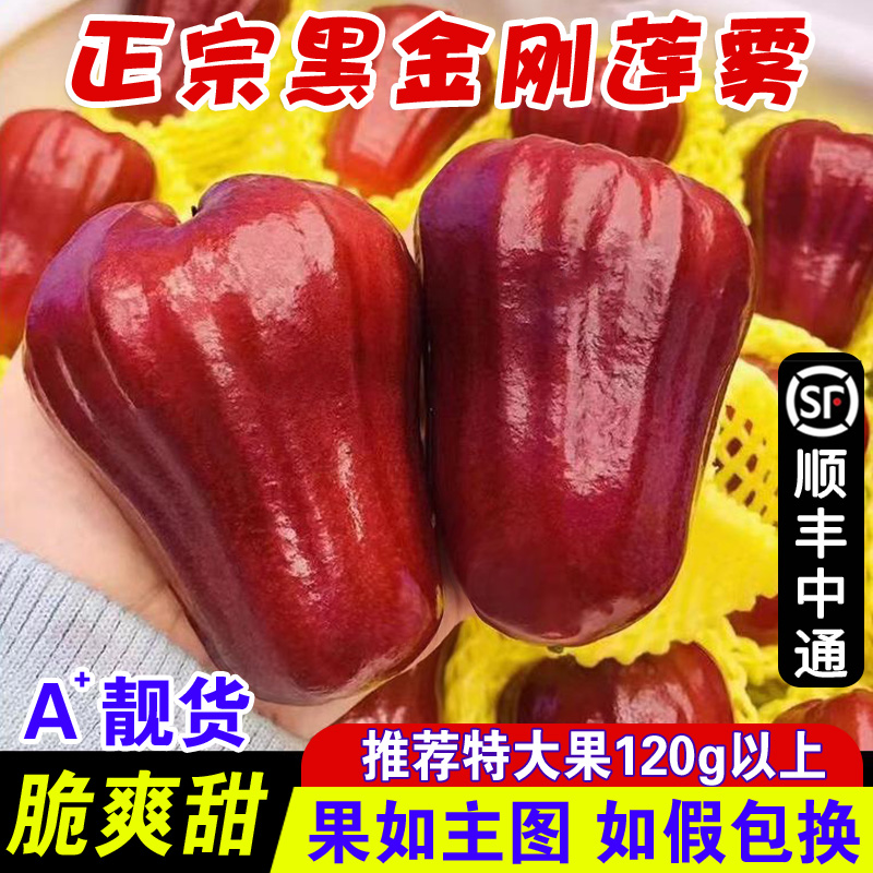 Gift black diamond wax apple freshly picked tropical premium fruit crispy sweet black diamond extra large fruit 1 jin/jin
