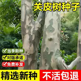 当年新采关皮树种子光皮梾木花皮树马光林枸骨木观赏落叶乔木树种