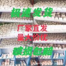 石膏彩绘迷你小号石膏娃娃涂色白坯手工diy玩具涂鸦摆摊