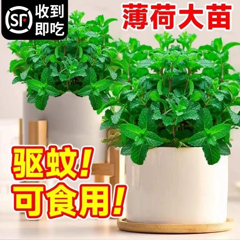 Mint Potted Plants, Large Seedlings, Mosquito-Repelling Green Plants, Rosemary, Four-Season Herbs, Lemon Catnip Leaves, Mint Blind Box Mint Potted Plants, Large Seedlings, Mosquito-Repelling Green Plants, Rosemary, Four-Season Herbs, Lemon Catnip Leaves, Mint Blind Box
