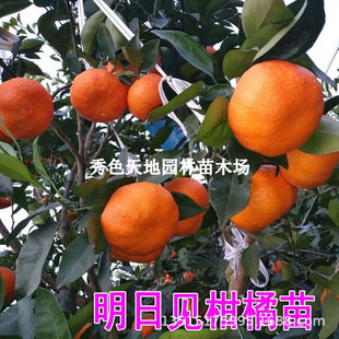 See You Tomorrow, Grafted Citrus Seedlings, New Varieties, Orange Saplings, Fruit Seedlings, Fruit Tree Seedlings Planted in the North and South, Citrus Fruit Seedlings