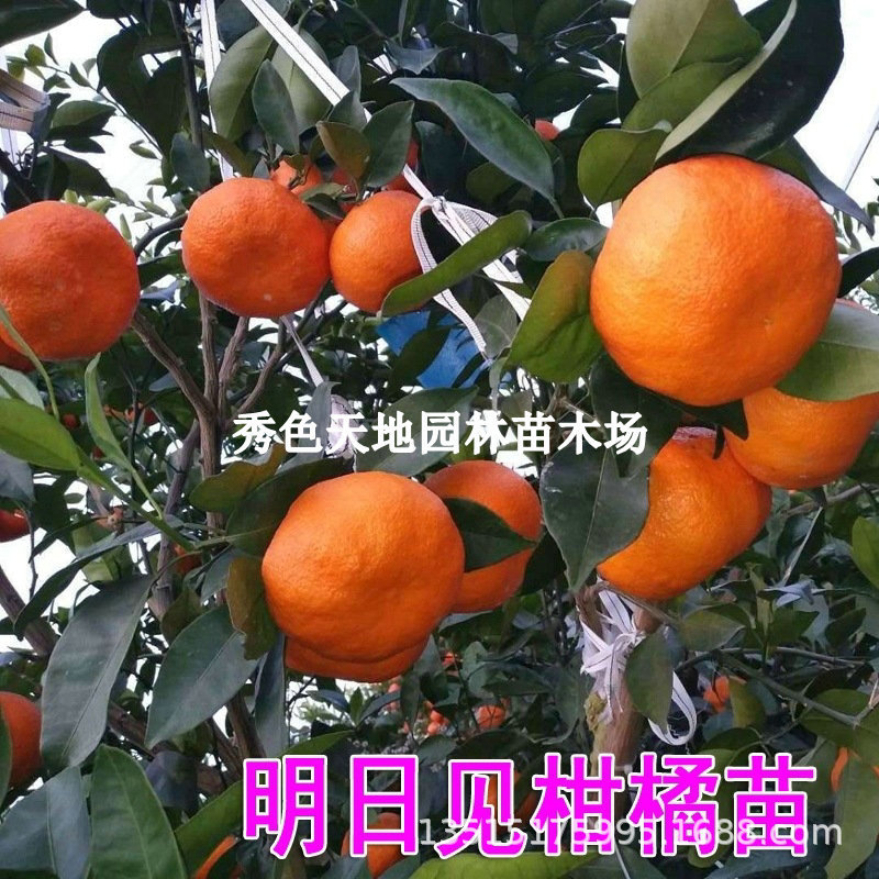 明日见嫁接柑橘苗新品种橘子树苗果苗南北方种植果树苗木柑桔果苗