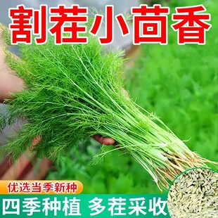 ����˷N�Ѵ�ȫ�ļ��߲˷N������߮a�҃����̨���Ը��С�����