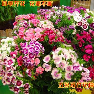 �������ʯ�񻨷N�ӳ��ĚWʯ���ļ�ͥԺ�̨����횰�ʯ�񻨷N��Z