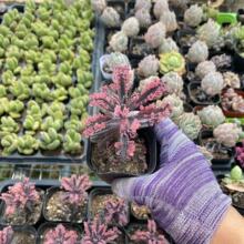 落地生根植物 落地生根植物品牌 图片 价格 落地生根植物批发 阿里巴巴