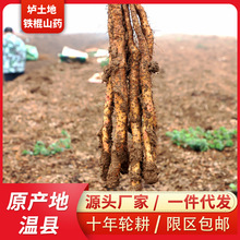 新鲜山药河南焦作垆土铁棍山药铁杆怀山药整箱5斤非淮山药批发